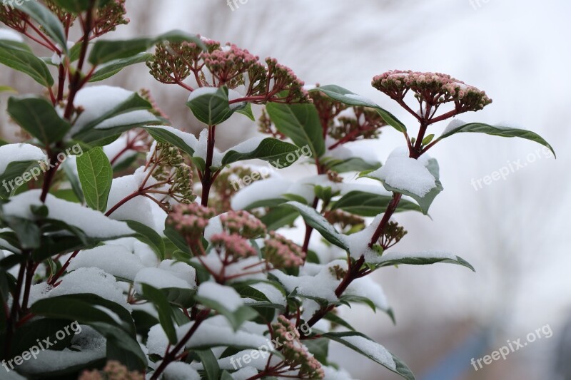 Nature Flower Winterbloeier Sheet Flora