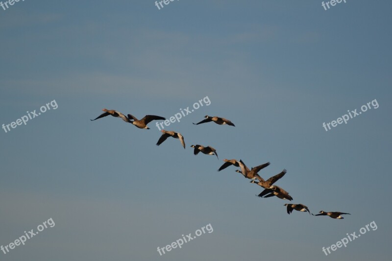 Wild Geese Nature Flock Of Birds Migratory Birds Flying