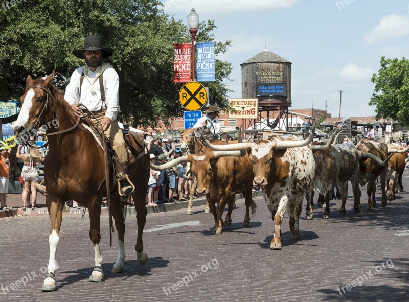 Cowboys Cattle Longhorn Drive Tourism