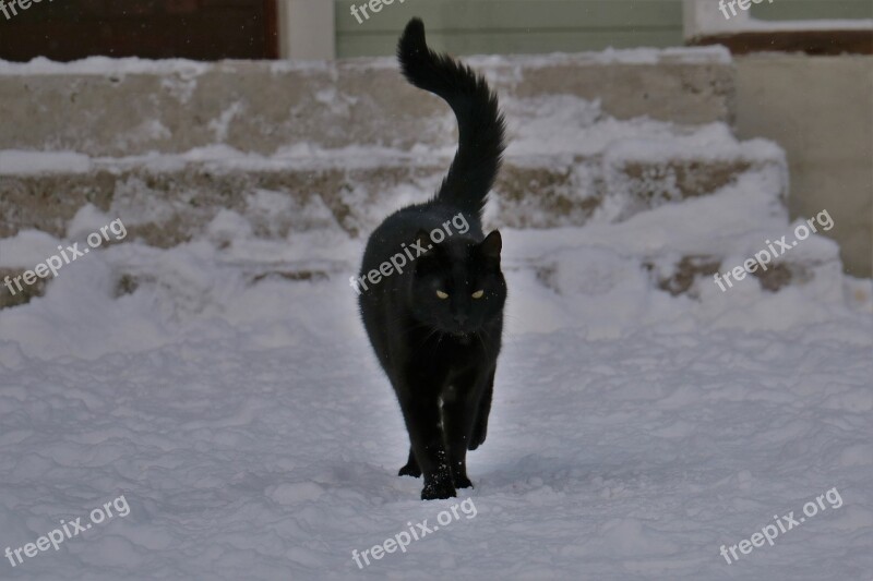 Cat Winter Finnish Cold Snow