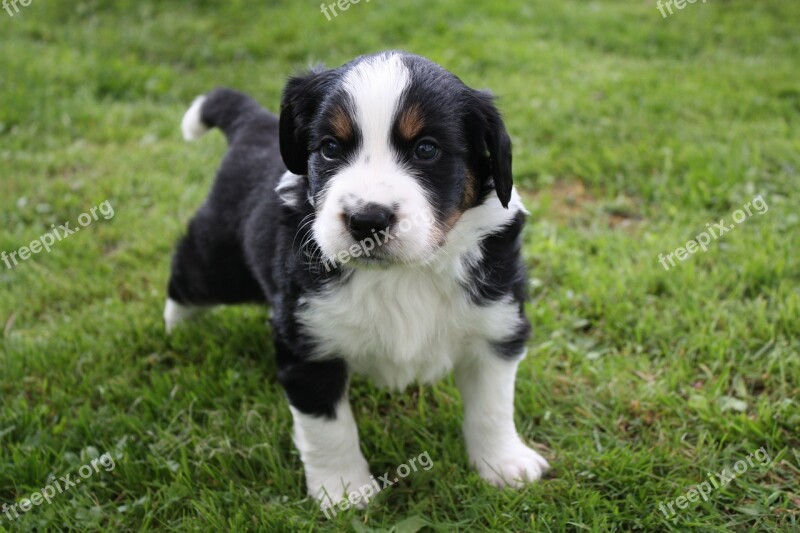 Puppy Puppies Pet Animal Portrait Small