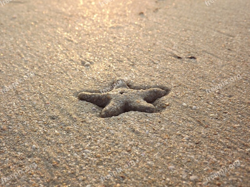 Starfish Beach Sea Ocean Coast