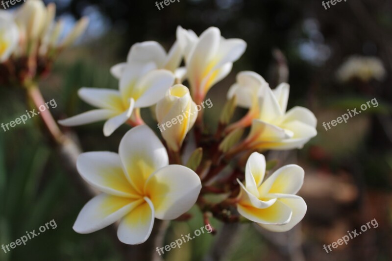 Flower White Spring Garden Flourish