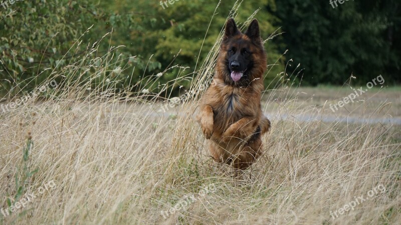 Dog German Shepherd Old German Shepherd Dog German Longhaired Pointer Pet