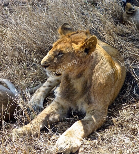 Lion Safari Africa Wildlife Wildcat