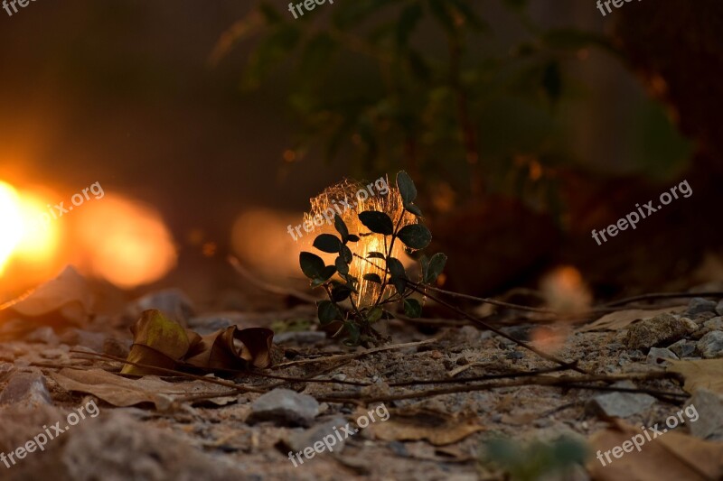 Light Orange Light Guard Yeah Nature