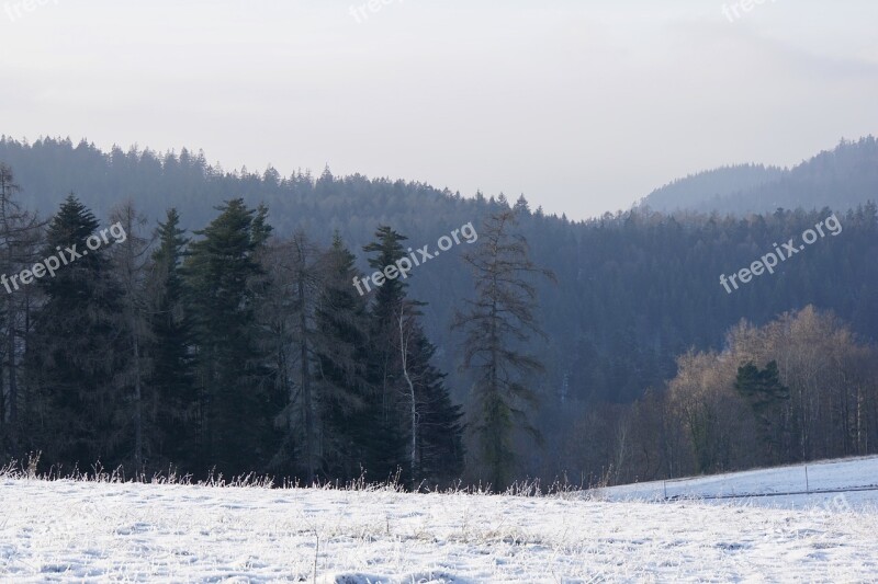 Winter Black Forest Cold Nature Wintry