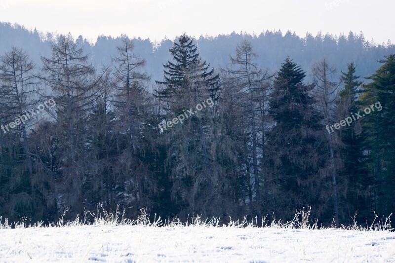 Black Forest Forest Nature Landscape Trees