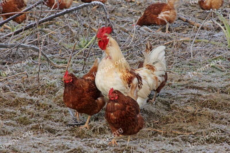 Chickens Agriculture Animals Farm Poultry