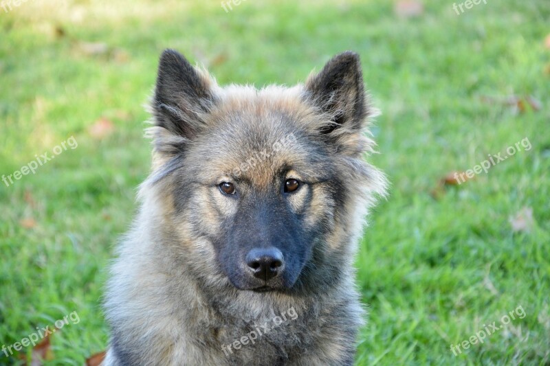 Dog Dog Eurasier Bitch Orlaya Blue Dog Portrait Eurasier