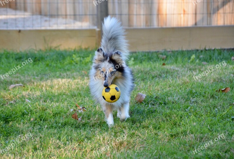 Dog Bitch Bitch Shetland Sheepdog Shetland Sheepdog Nobility Blue Bitch Nobility Blue