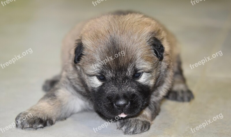 Dog Eurasier Puppy Puppy Lying Down Pup Dog Eurasier