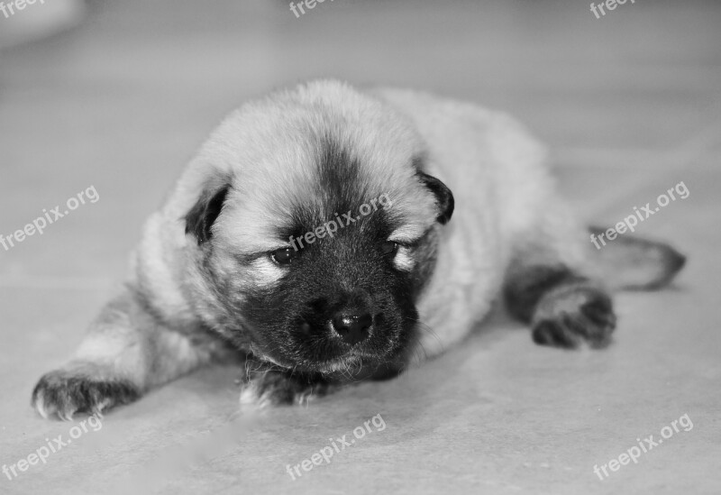 Dog Puppy Photo Black White Puppy Eurasier Puppy Young Dog Eurasier