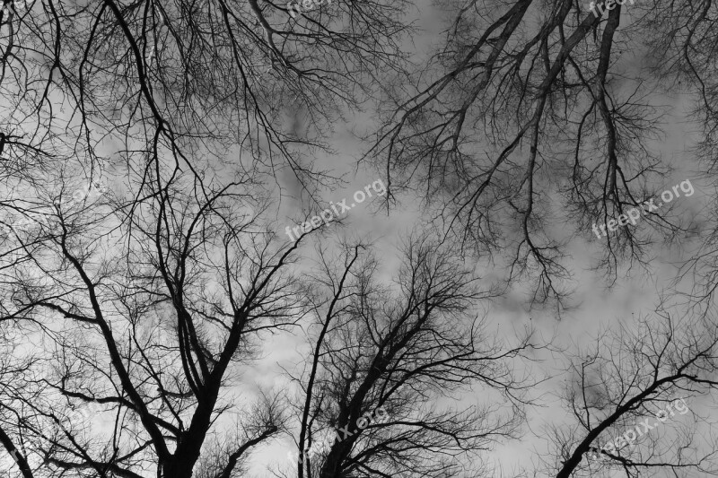 Trees Treetops Branches Black White Mysterious