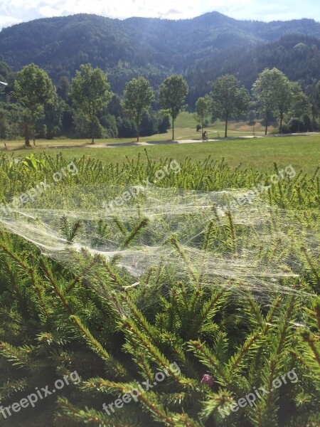 Cobweb Nature Spider Web Dew