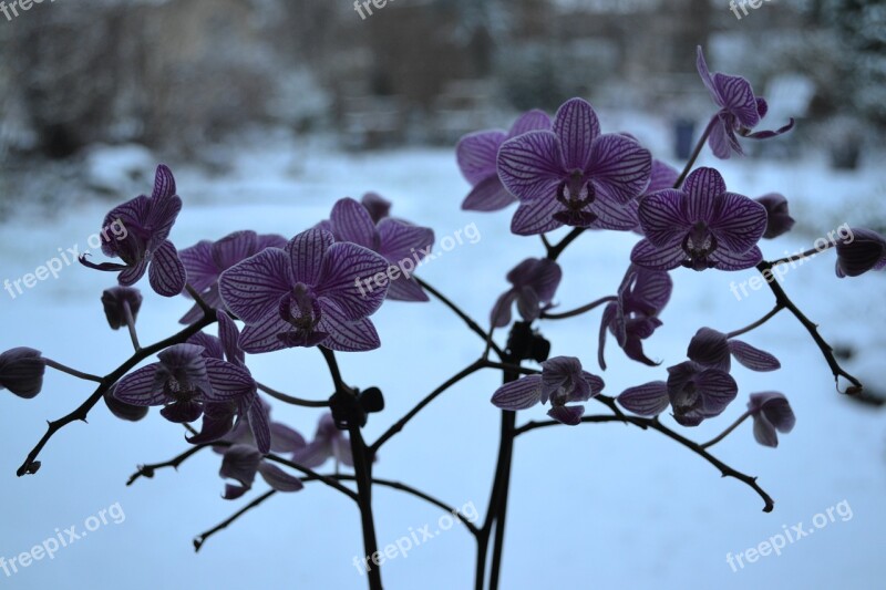 Orchid Flowers Flora Exotic Pink