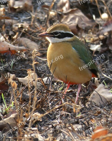 Indian Pitta Pitta Bird Bandipur Wildlife