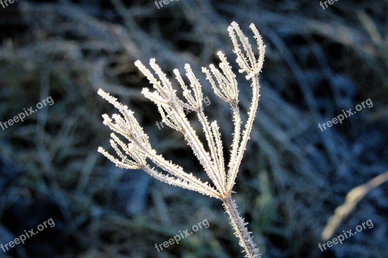 Ice Sprig Frozen Frost Nature