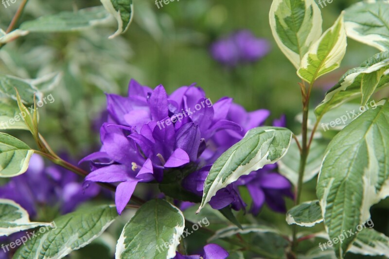 Purple Flower Flowering Perennial Violet Flowers Purple Flowers