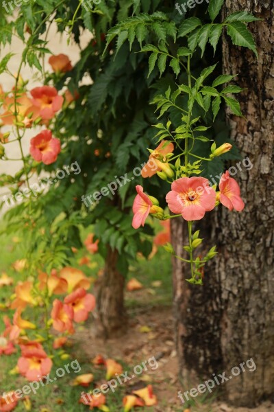 Campsis Jacaranda Trees Flowers Nature Plants