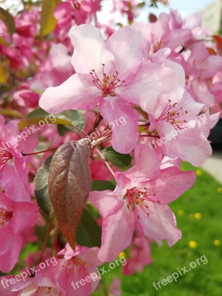 Apple Tree In Bloom Apple Flower Blooming Apple Tree Spring