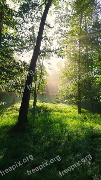 Forest Morning Light Morgenstimmung Fog