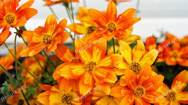 Flowers Flower Box Orange Balcony Plant Free Photos