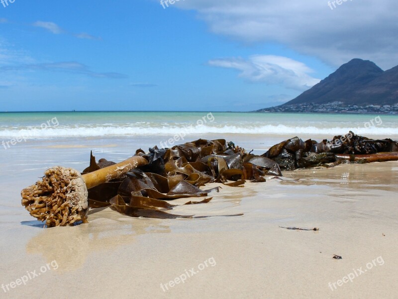 South Africa Beach Ocean Seaweed Cape Of Good Hope