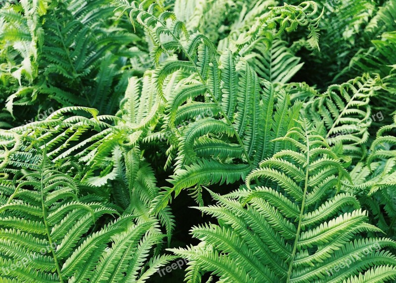 Fern Ferns Plant Nature Foliage