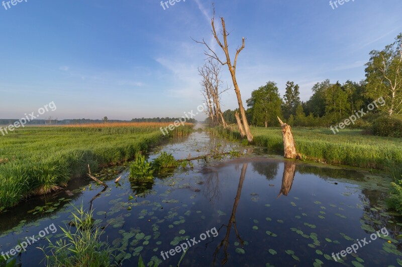 Moor Reed River Waters Nature