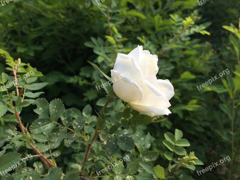 Midsummer Midsummer Roses Summer Finnish The Height Of Summer Celebration