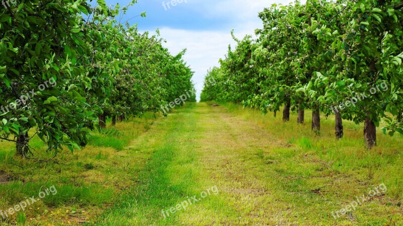 Sad Landscape Tree Nature Sprig