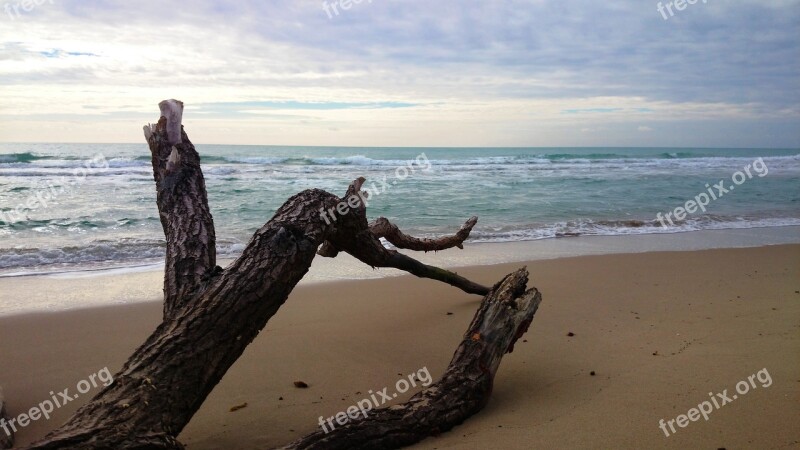 Tree Beach Sea Sandy Beach Sand