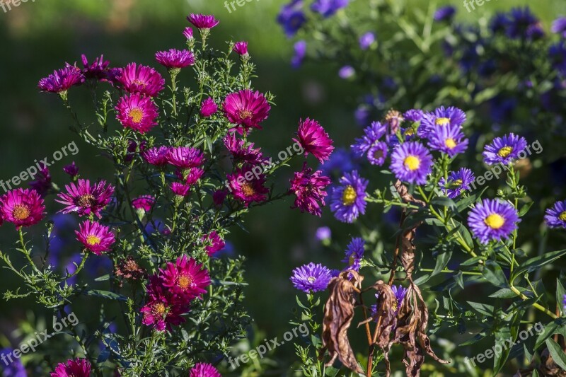 Anemone Flowers Perennials Red Blue