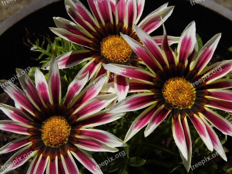 Gazania Flower Color Nature Outdoors