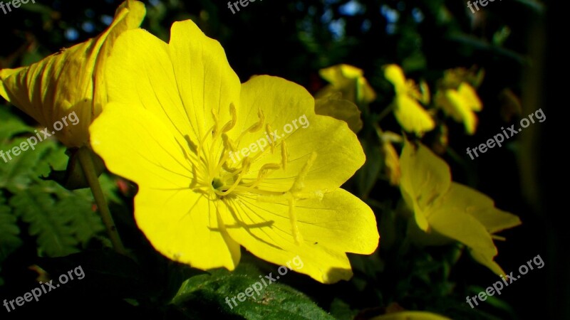 Yellow Flower Floral Yellow Flower Flowers