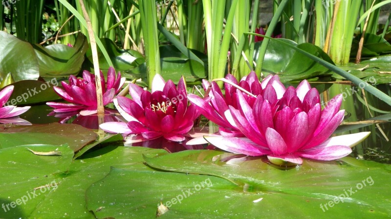 Lake Rose Floral Aquatic Plant Garden Pond Fairy Rose