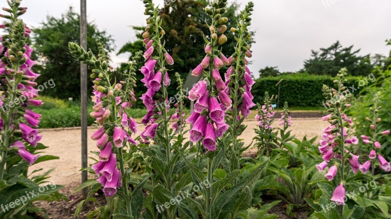 Flower Blossom Bloom Bellflower Plant