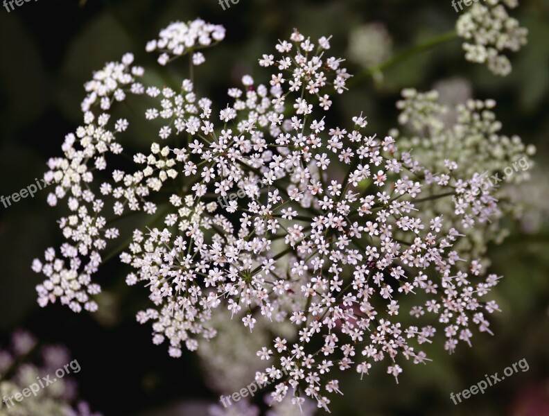 Flower Blossom Bloom Plant Nature