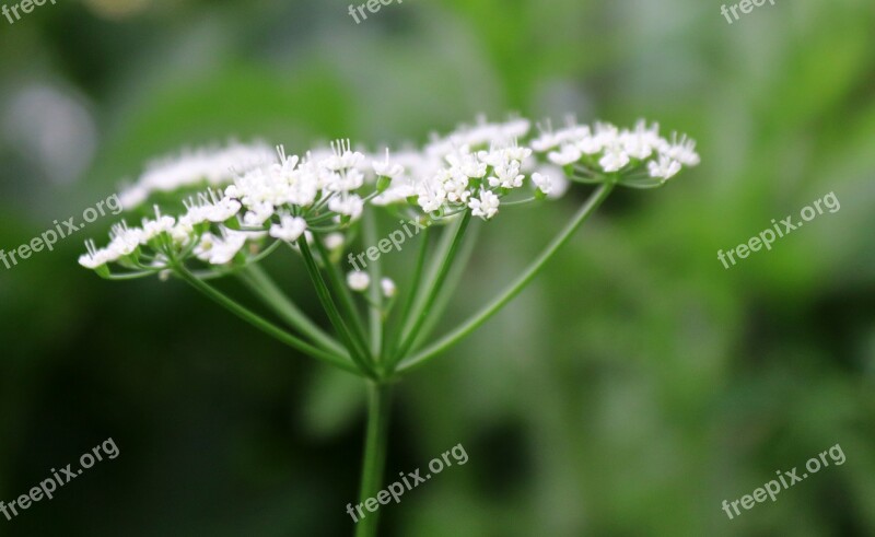 Blossom Bloom Flower Nature Plant