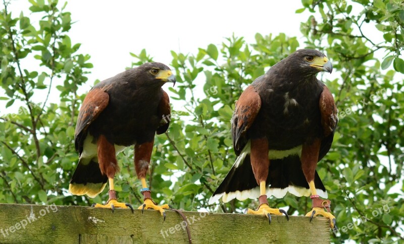 Harris Hawk Male Female Perch