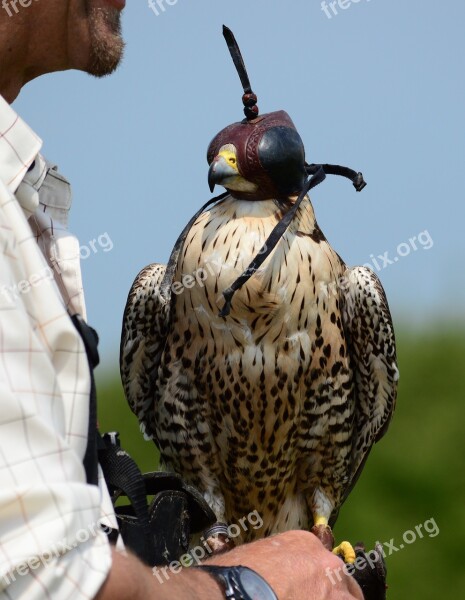 Peregrine Falcon Raptor Bird Nature