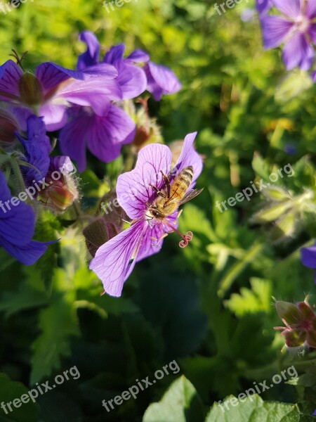 Flower Nature Garden Plant Summer