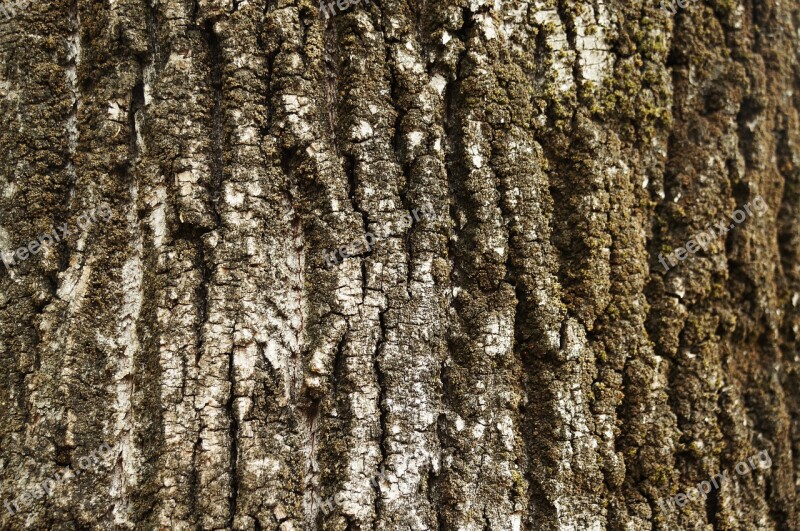 Texture Bark Tree Trunk Wood