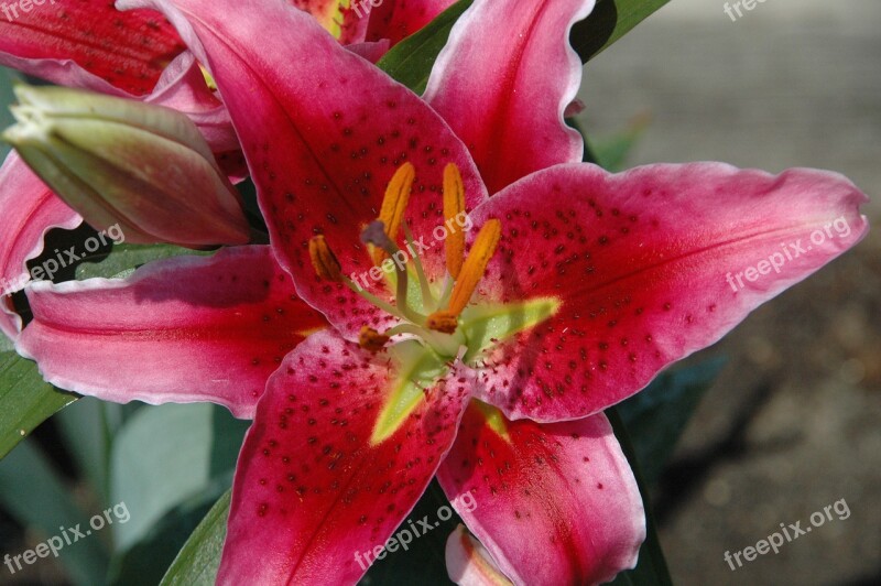 Flowers Lilies Closeups Nature Floral