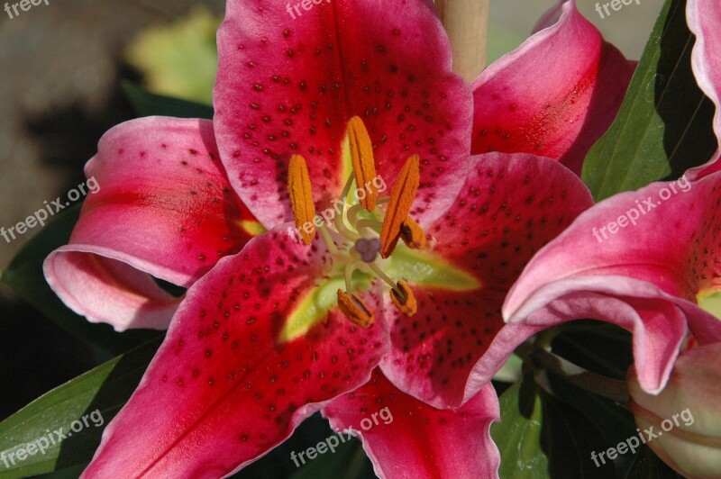 Flowers Lilies Closeups Nature Floral