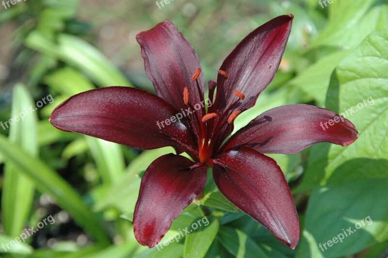 Flowers Lilies Closeups Nature Floral