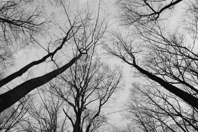 Trees Sky Monochrome Forest Natural