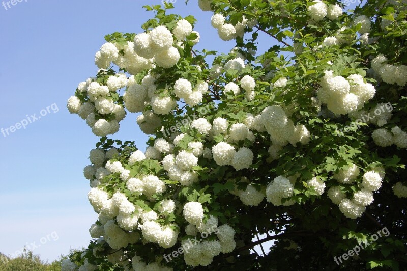 Viburnum White Balls Free Photos