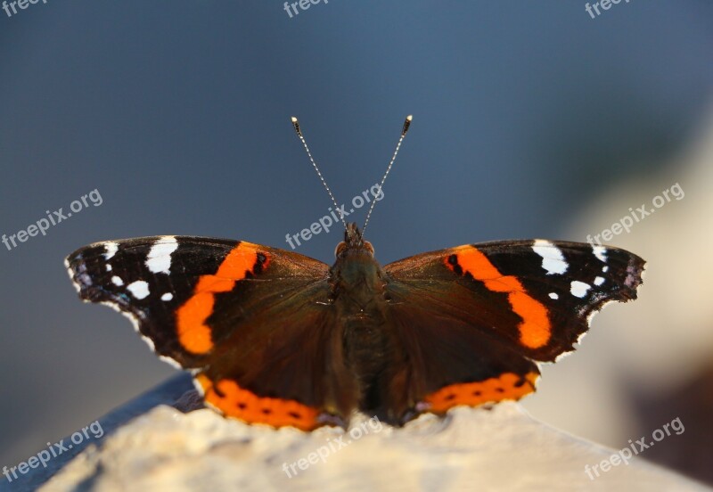 Butterfly Nature Colorful Natural Animal